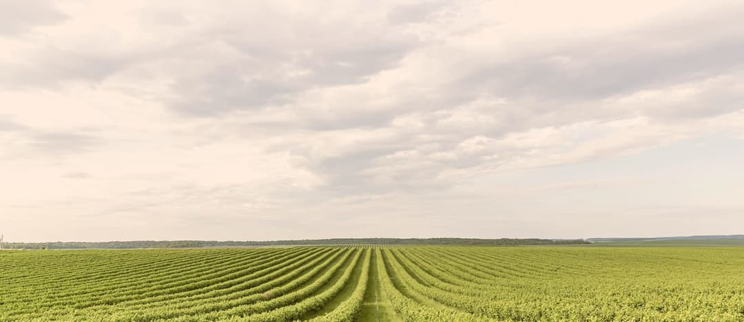 Super El Niño 2026: How to Protect Your Farm in Malaysia