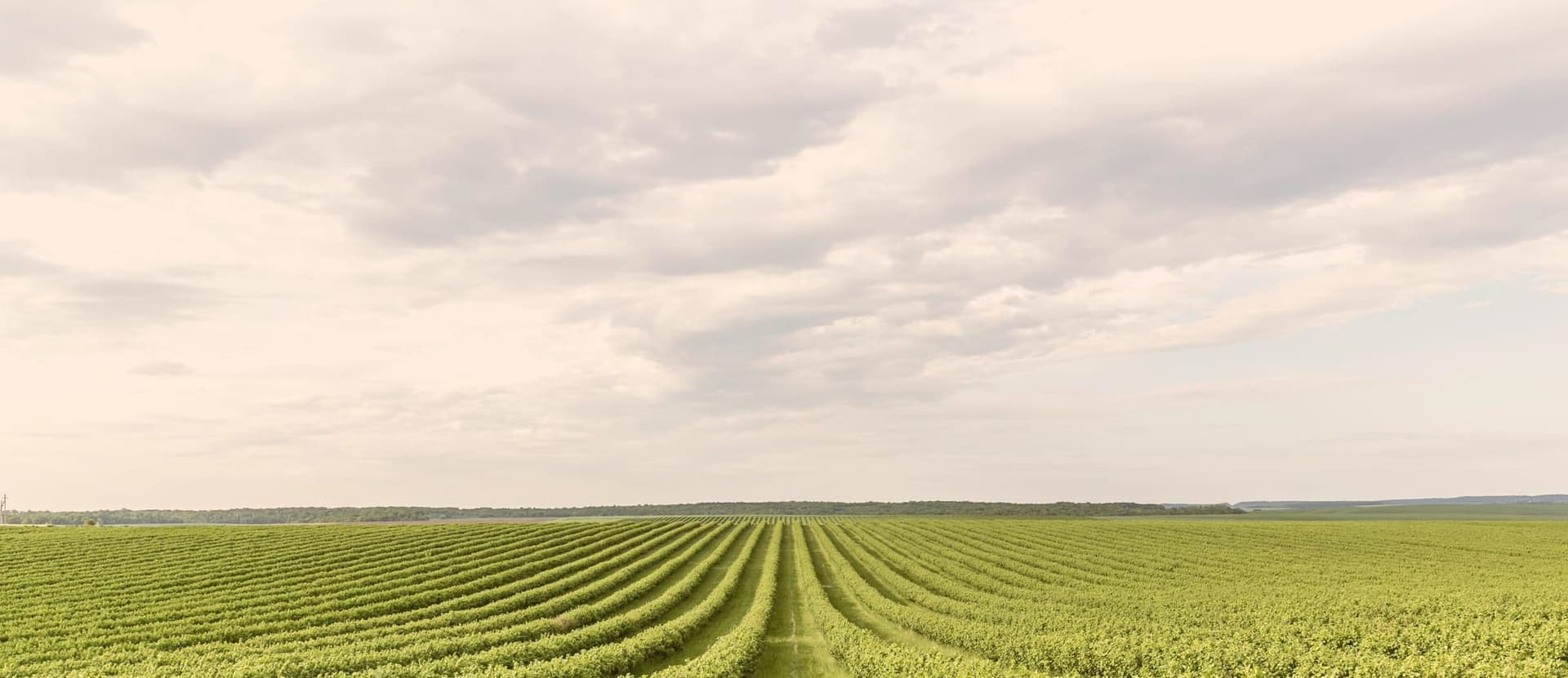 Super El Niño 2026: How to Protect Your Farm in Malaysia