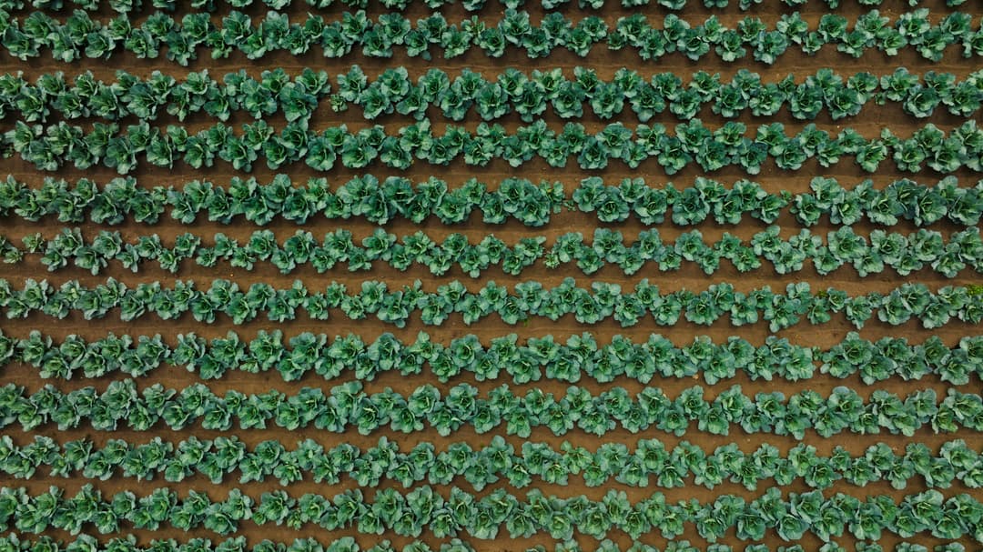 Advancing Food Resilience: Malaysia's Strategic Vision under 13MP