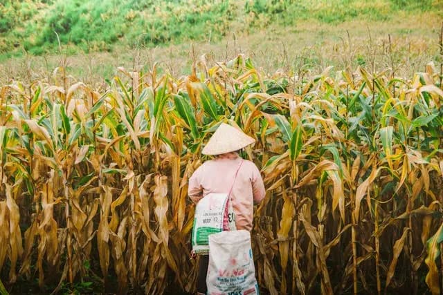 Farmer at work in a maize field